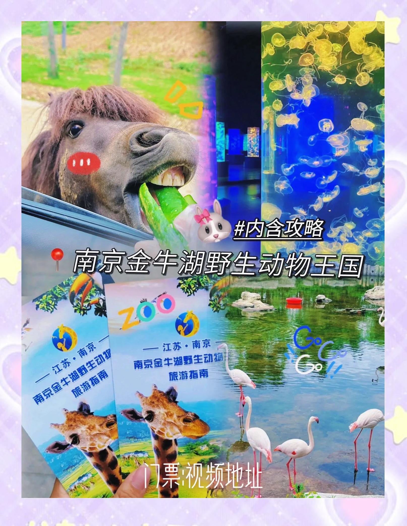 南京动物王国宠物店(南京动物王国宠物店地址)