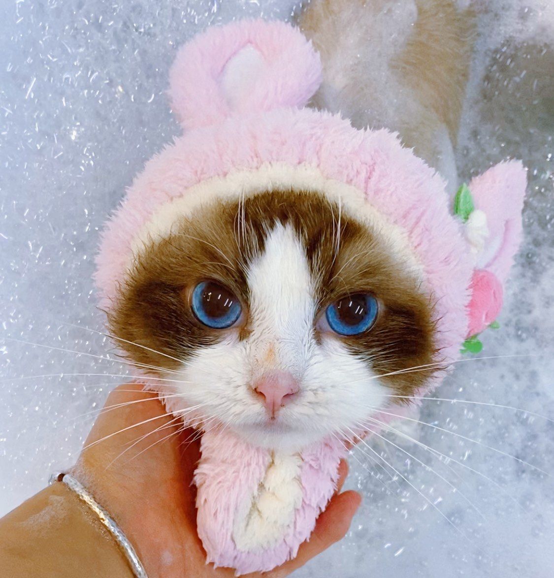 心动猫咪破解版(心动小猫钻石修改器)