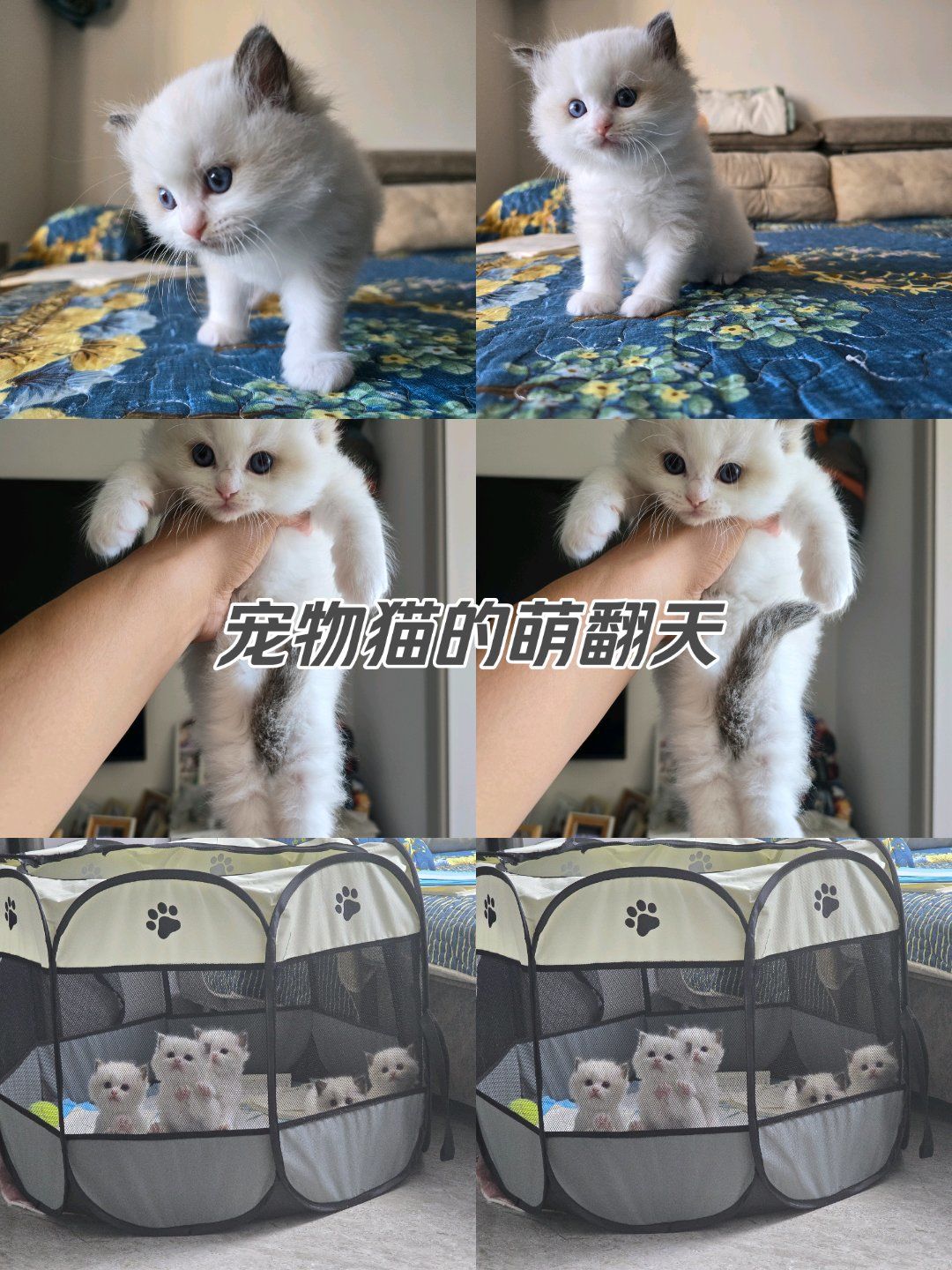小猫找主人游戏攻略(小猫找主人游戏攻略视频)
