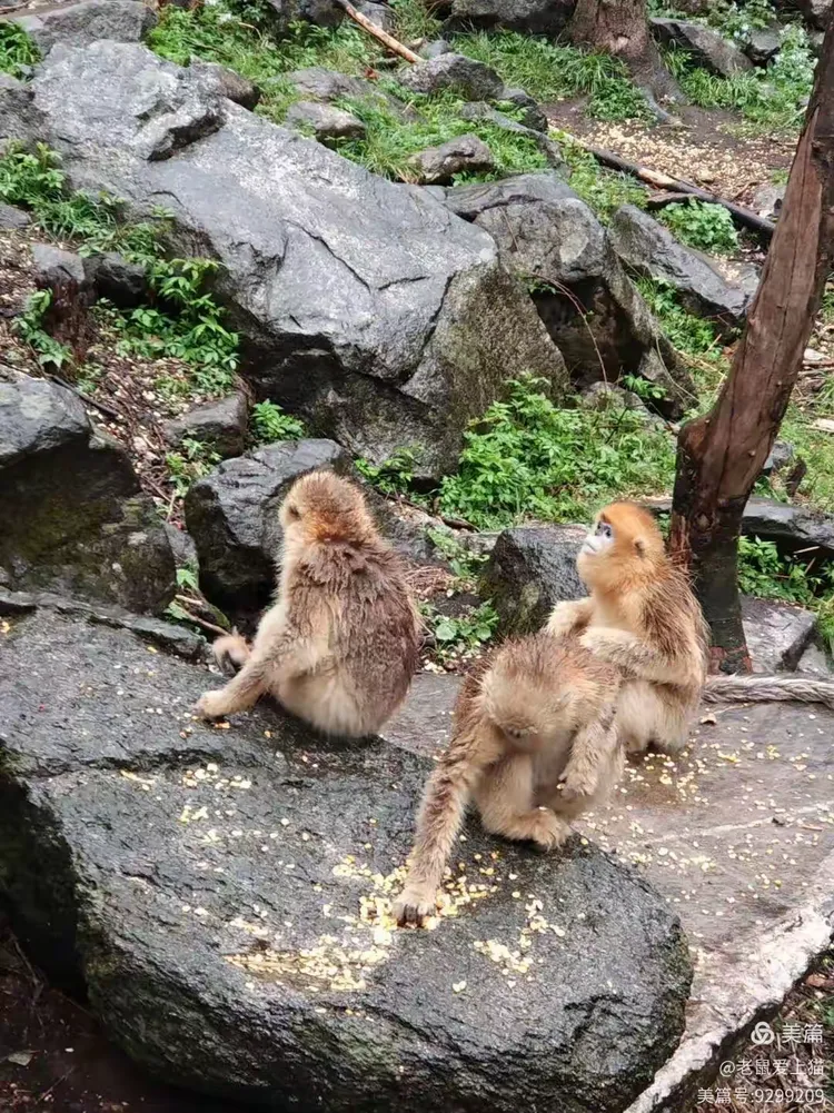 沃土熊猫攻略(沃土熊猫攻略大全)