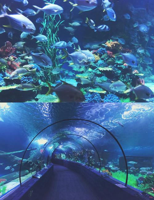 梦幻水族馆3HD(梦幻水族馆官方下载)