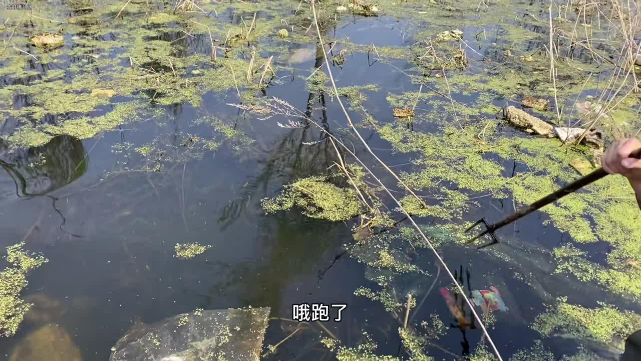 猫咪鱼叉手破解版()