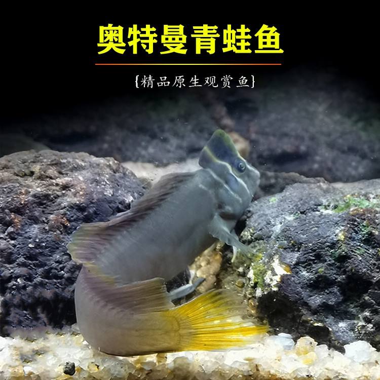 奥特曼鱼怪兽(奥特曼鱼怪兽图片)