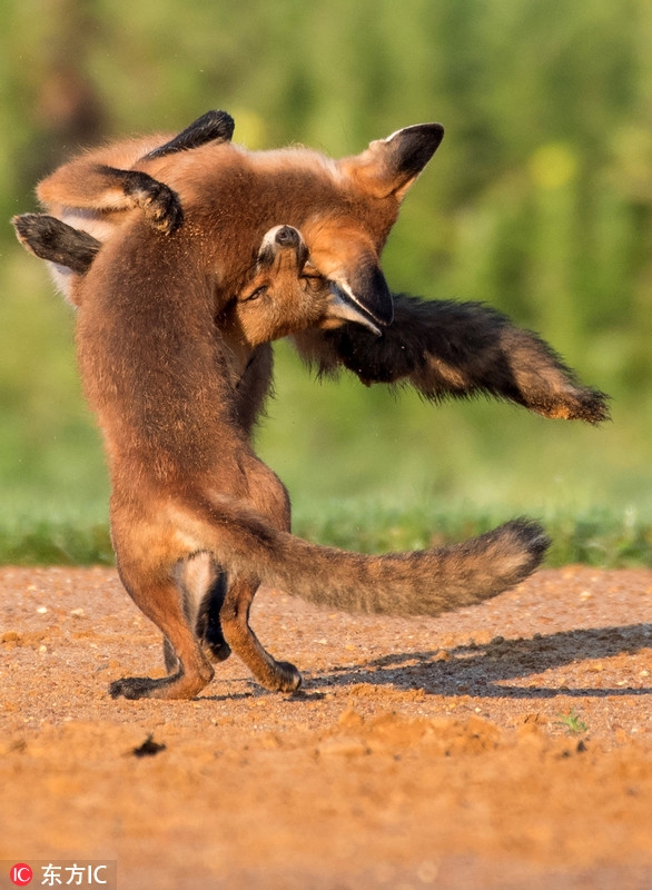 和狐狸的日常破解版(与狐狸的日常安卓汉化krkr)