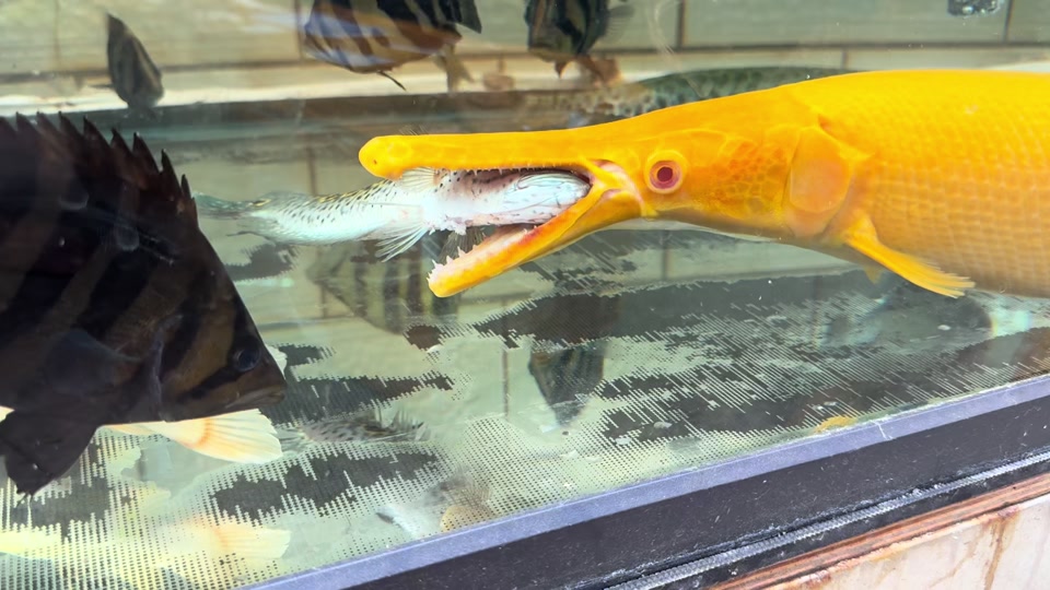 梦幻大鱼吃小鱼无(梦幻西游大鱼叉和小鱼叉)