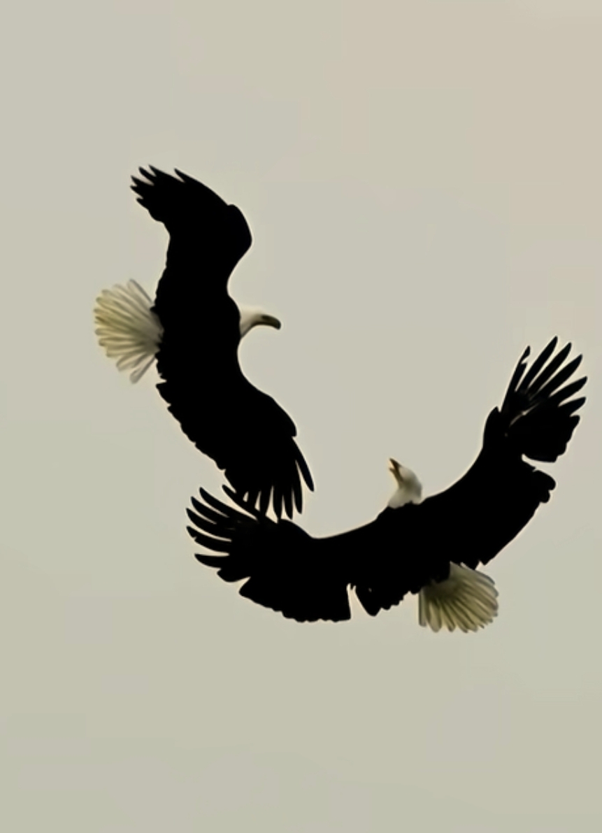 鹰击苍穹破解版(鹰击苍穹破解版手游仙侠)