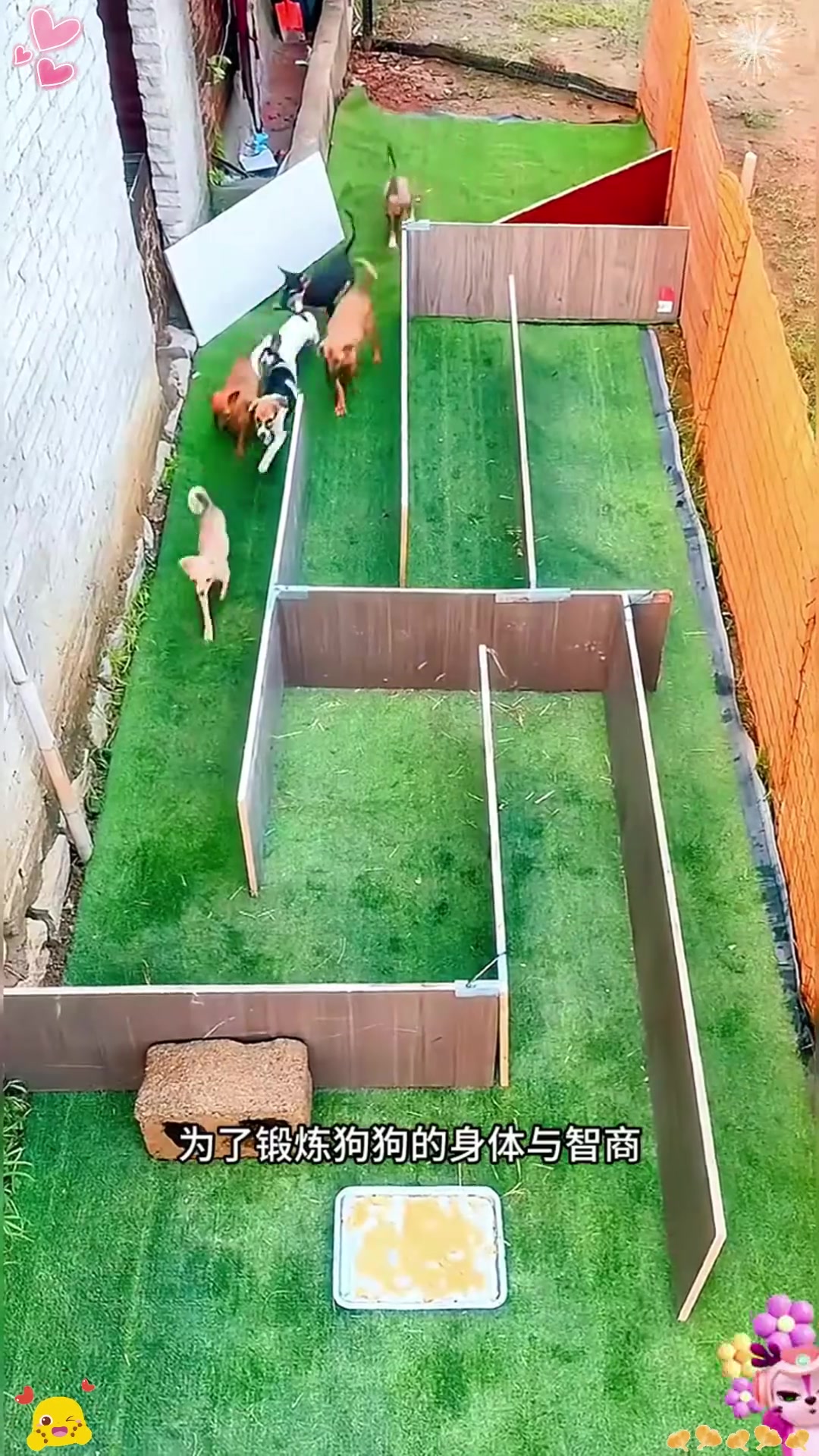 狗狗迷宫攻略(迷宫之犬怎么打)