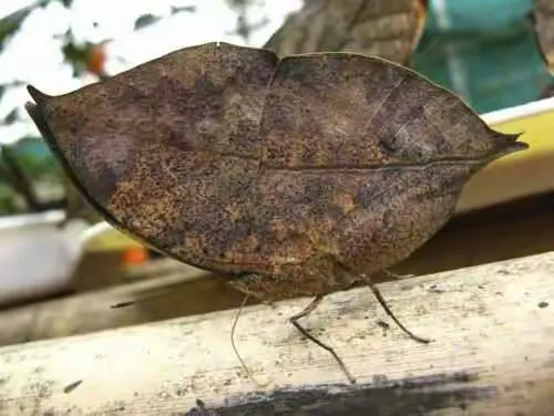 飞吧乌龟攻略(飞翔的乌龟小游戏)